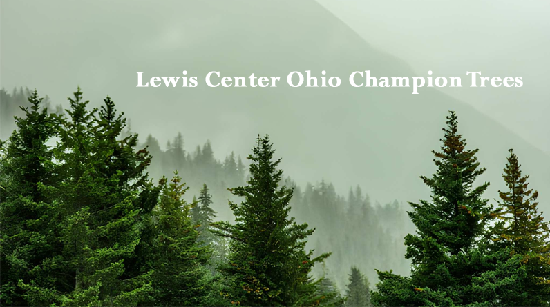 lewis center ohio champion trees